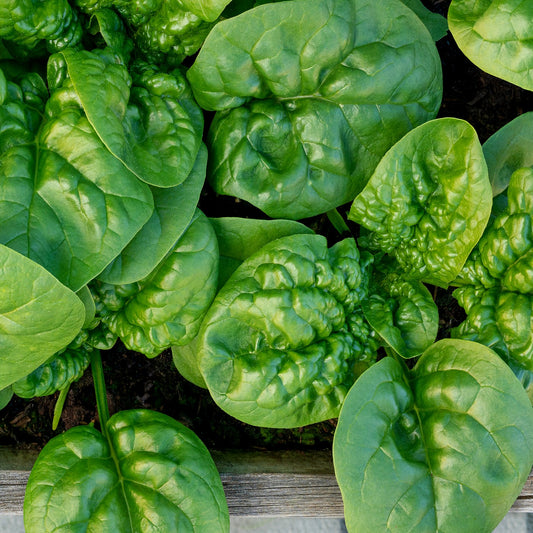 HERITAGE Spinach Bloomsdale Seeds