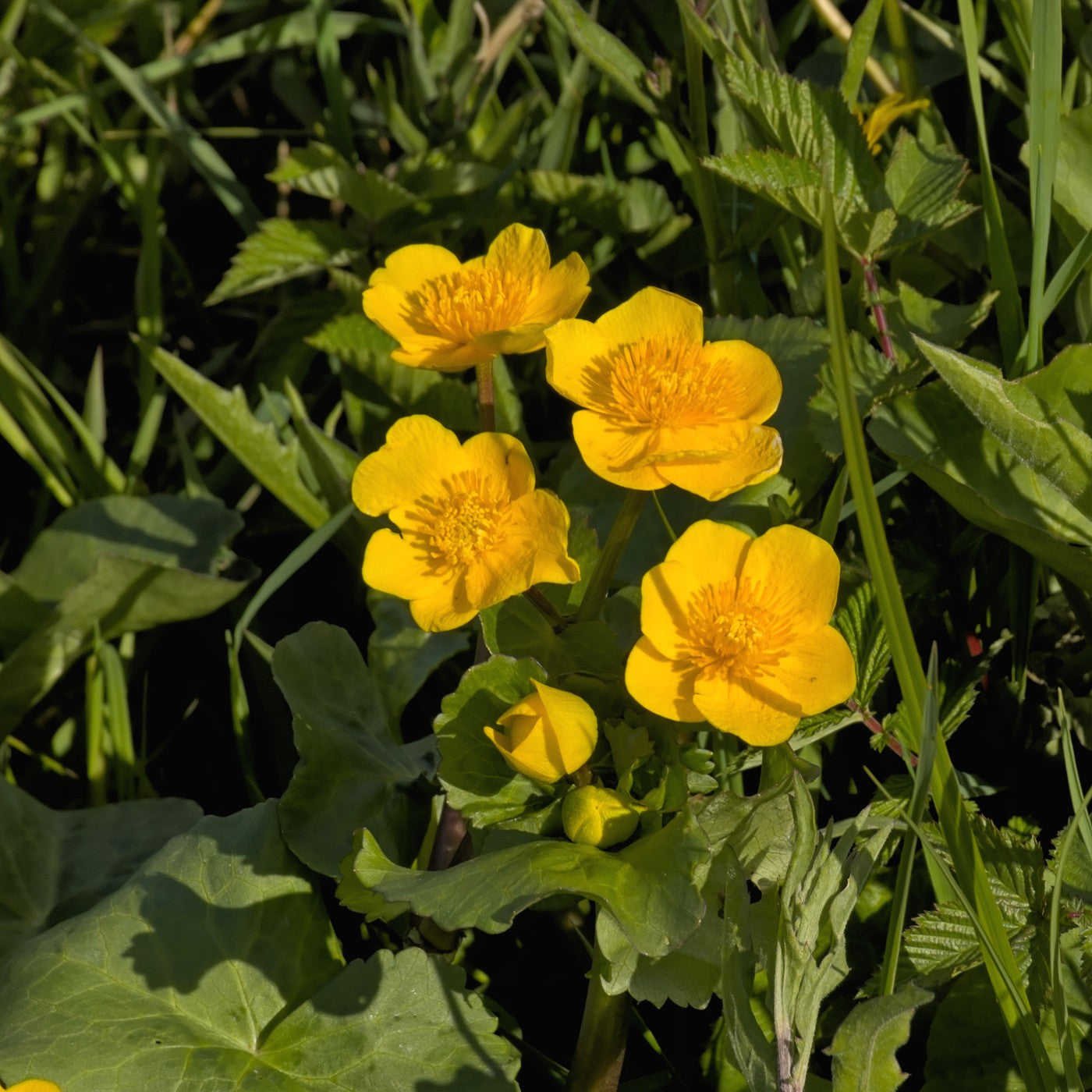 Great St. John's Wort Seeds (Hypericum pyramidatum)