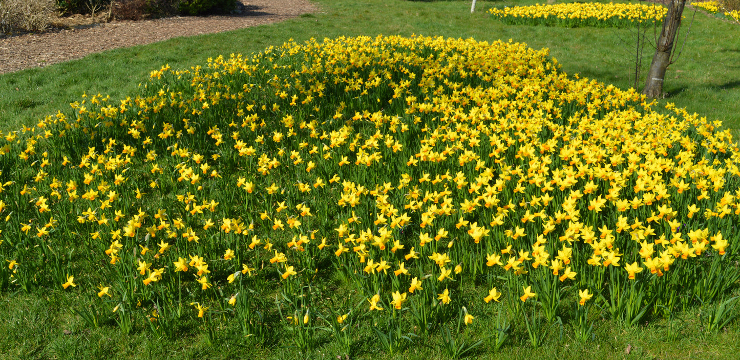Daffodil Tete a Tete (Miniature)
