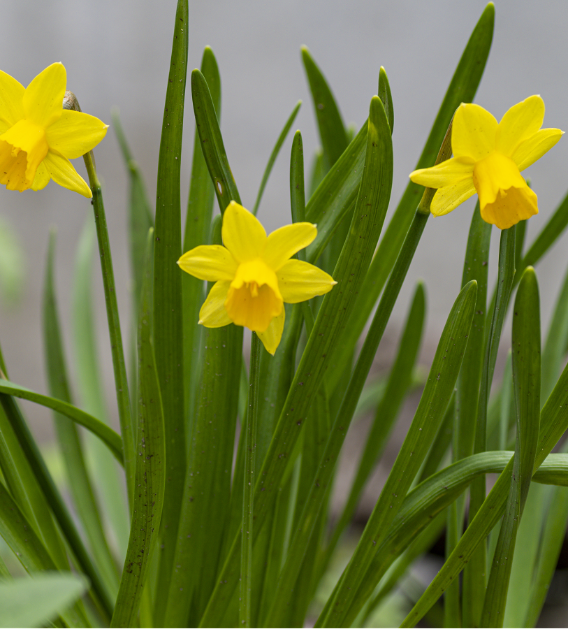 Daffodil Tete a Tete (Miniature)