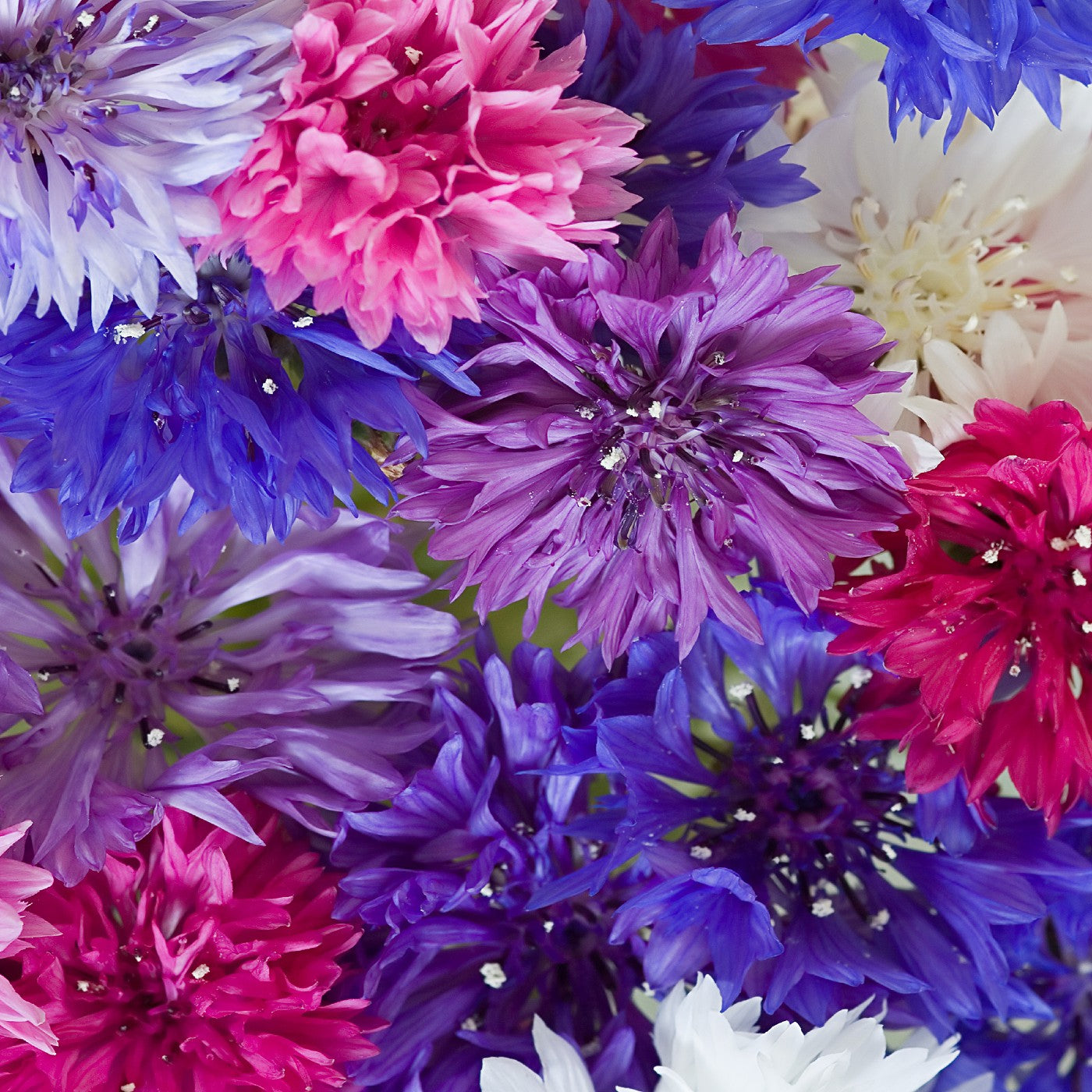 multi flower seeds Cornflower Multi Seeds (Centaurea Cyanus)