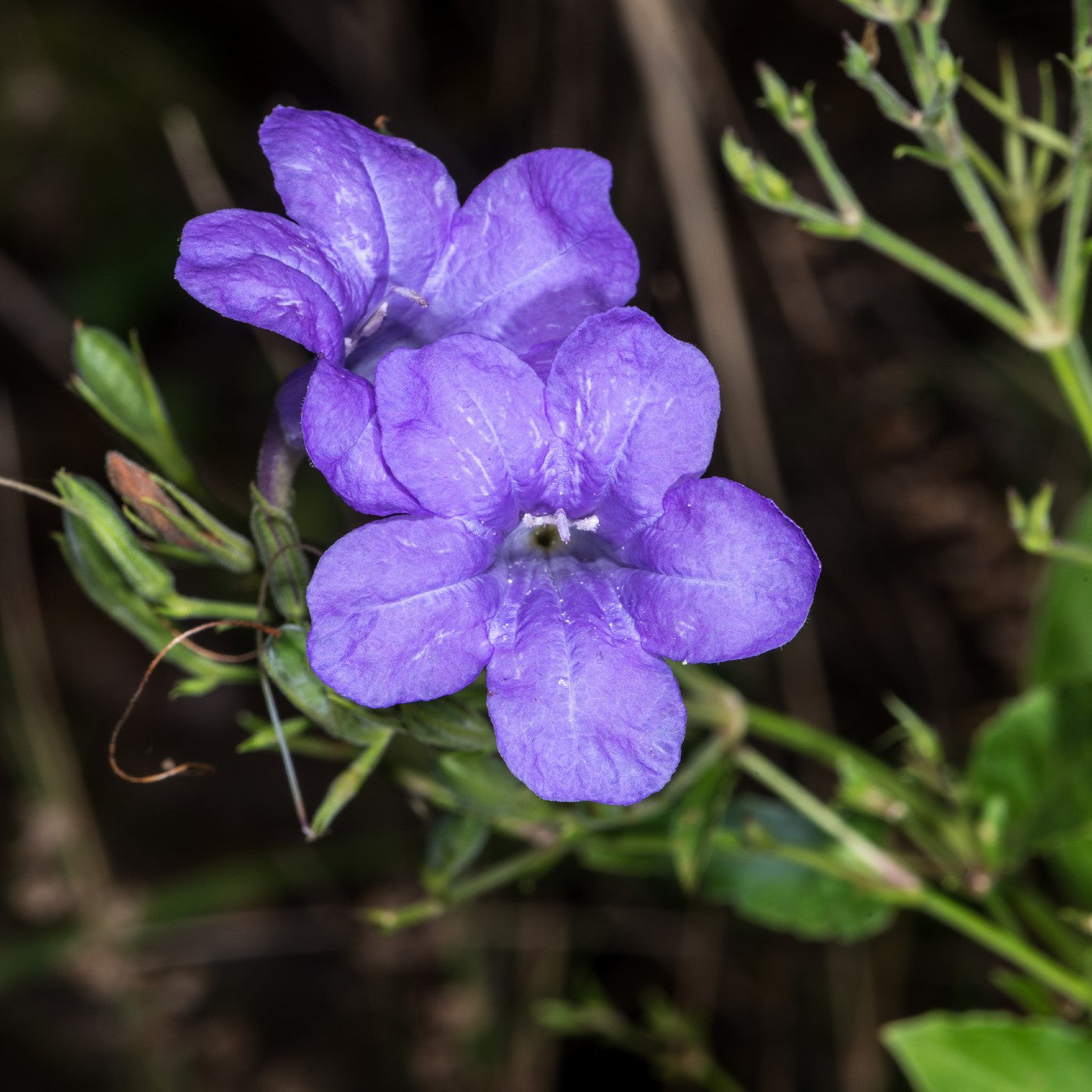 flower seeds petunias Wild Petunia Seeds (Petunia Violacea)