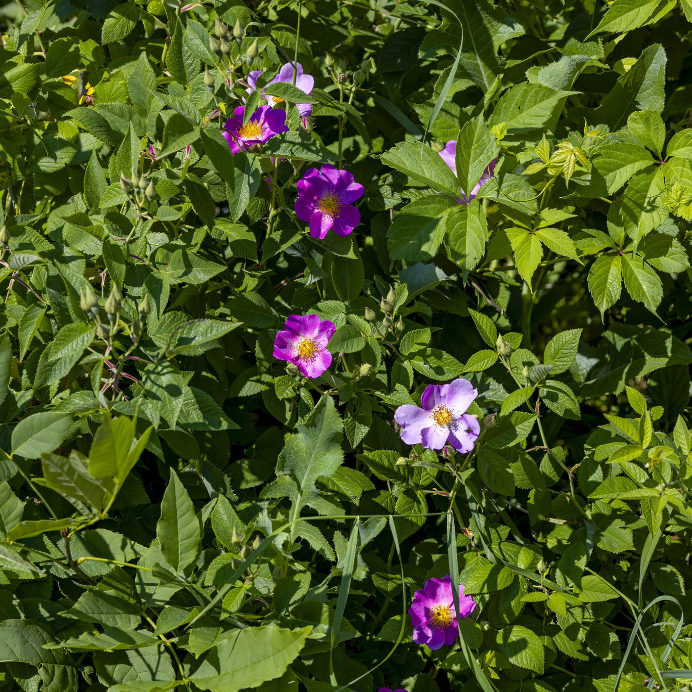 Early Wild Rose Seeds (Rosa blanda)