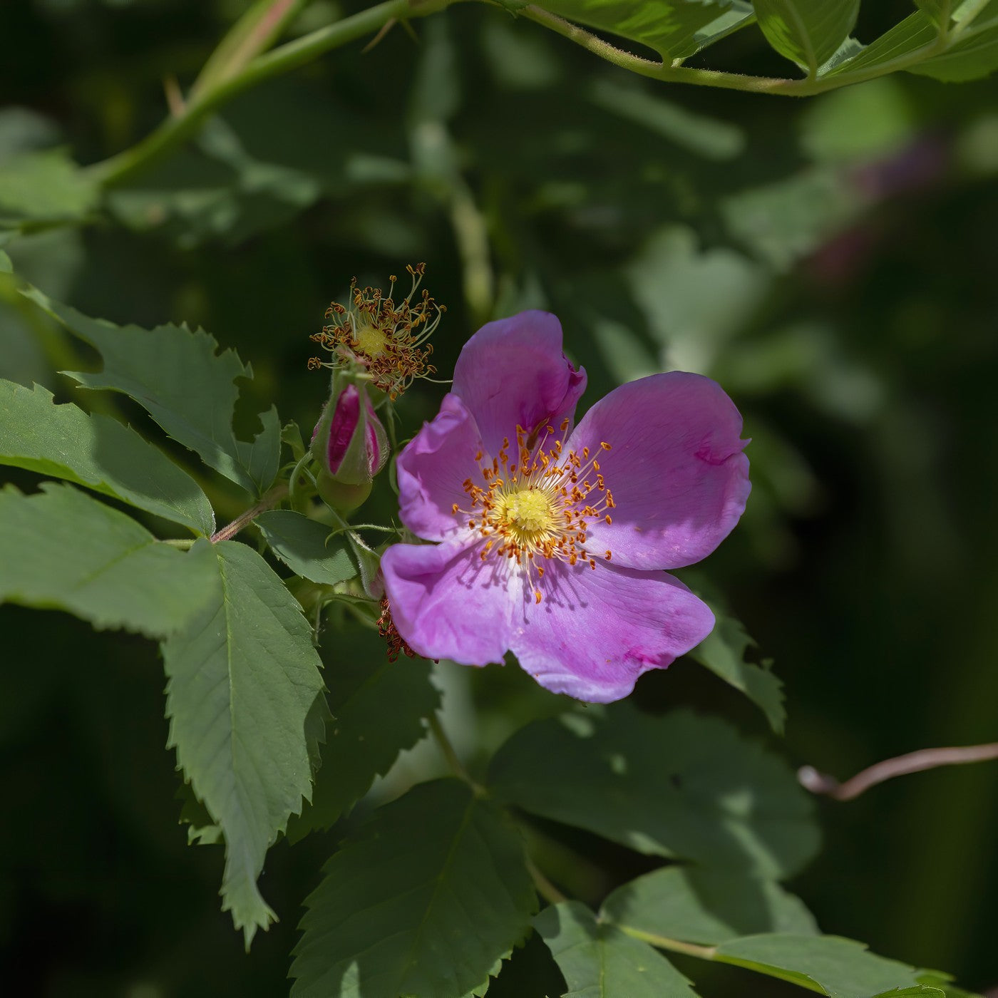 rose flower seeds Early Wild Rose Seeds (Rosa Blanda)