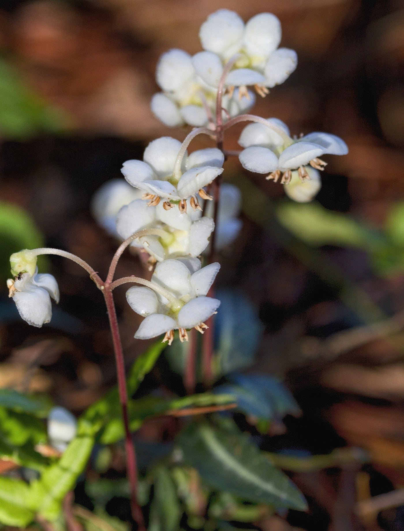 Striped Wintergreen - Chimaphila maculata
