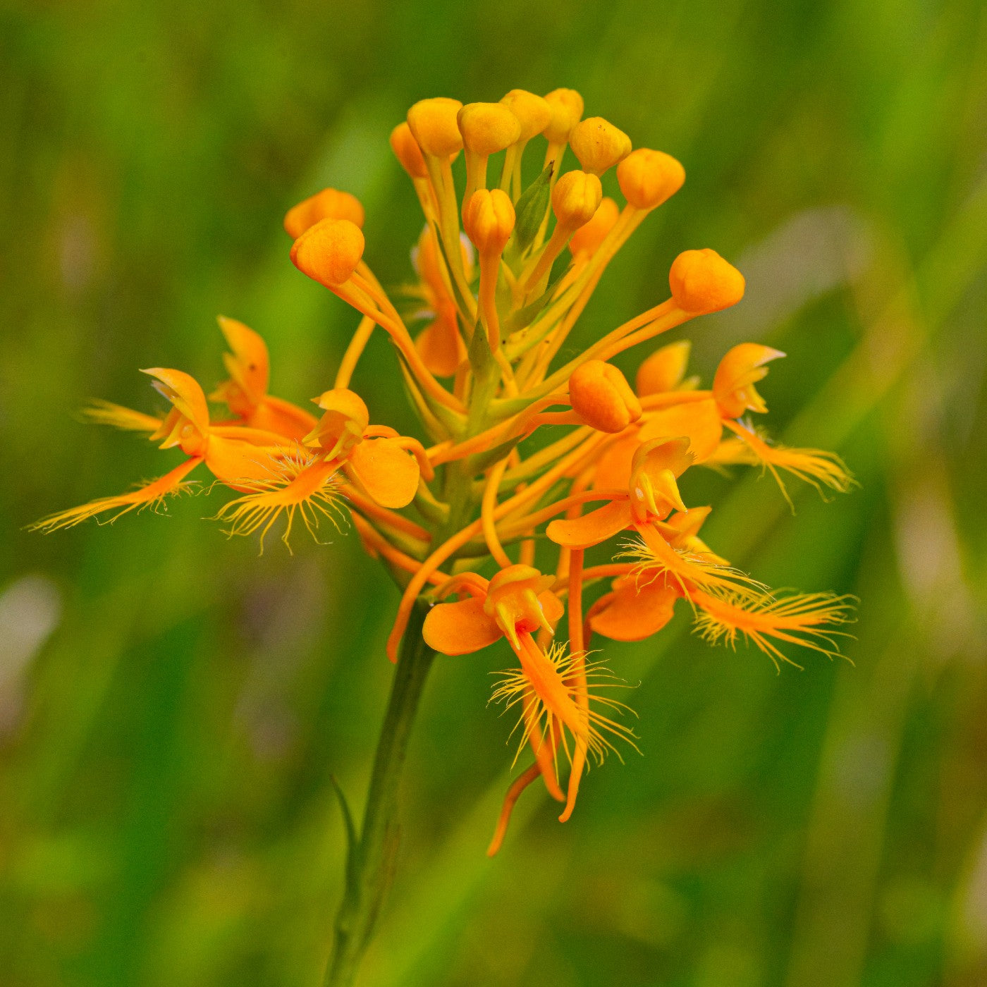 Yellow Fringed Orchid