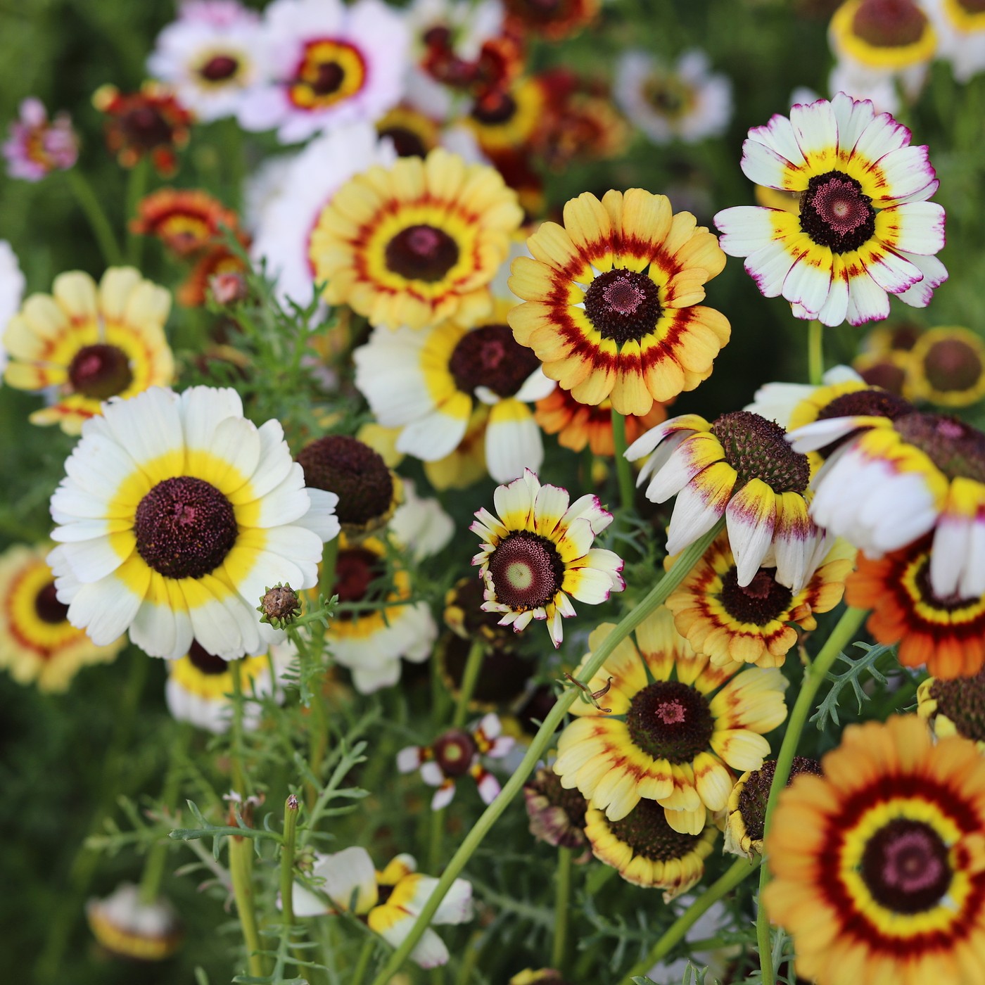 wildflower daisy seeds Daisy Painted Seeds (Chrysanthemum Carinatum)