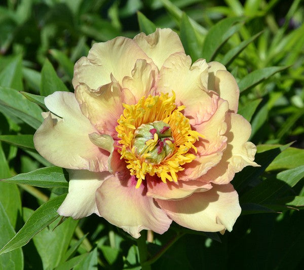 Itoh Peony Pastel Splendor