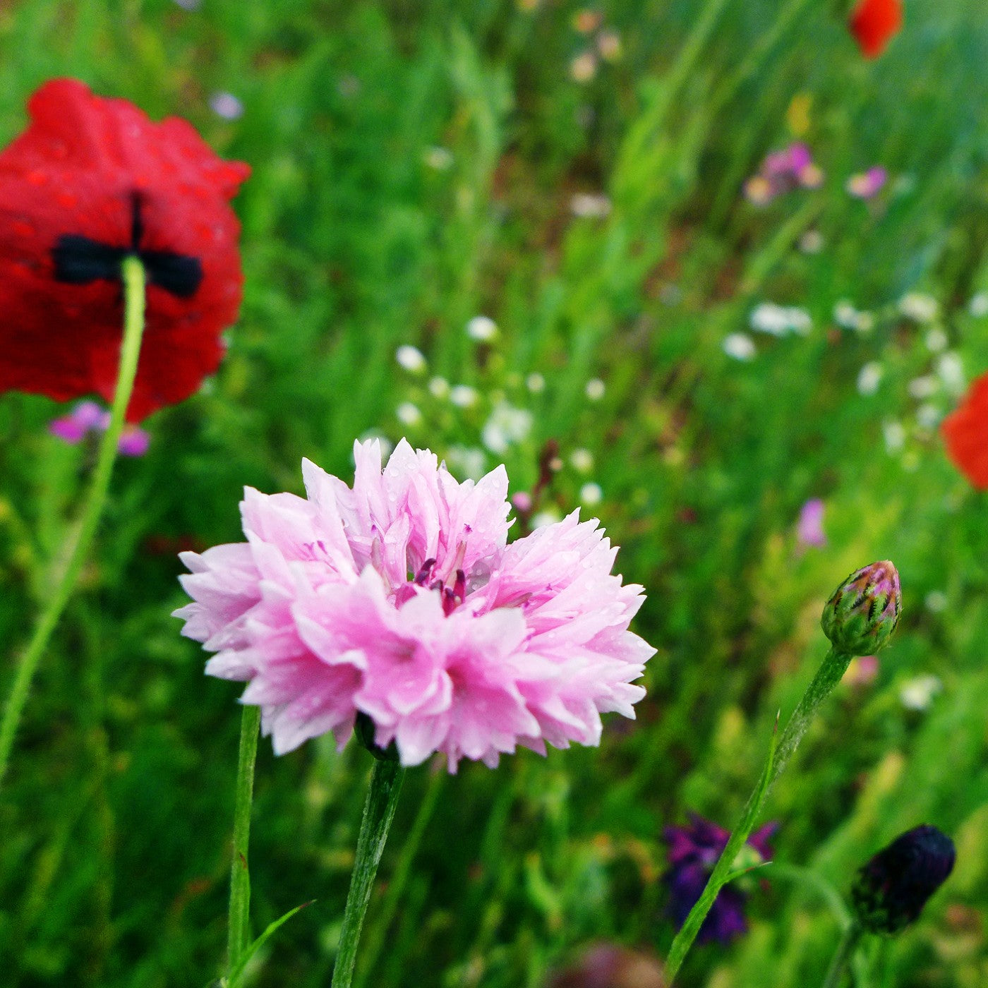 pink wildflower seeds Cornflower Pink Seeds (Centaurea Cyanus)