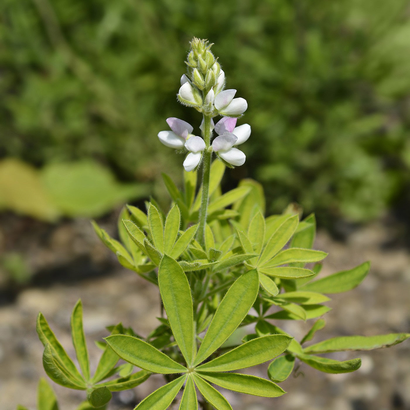 Lupine Dwarf Pixie Mix Seeds (Lupinus hartwegii)