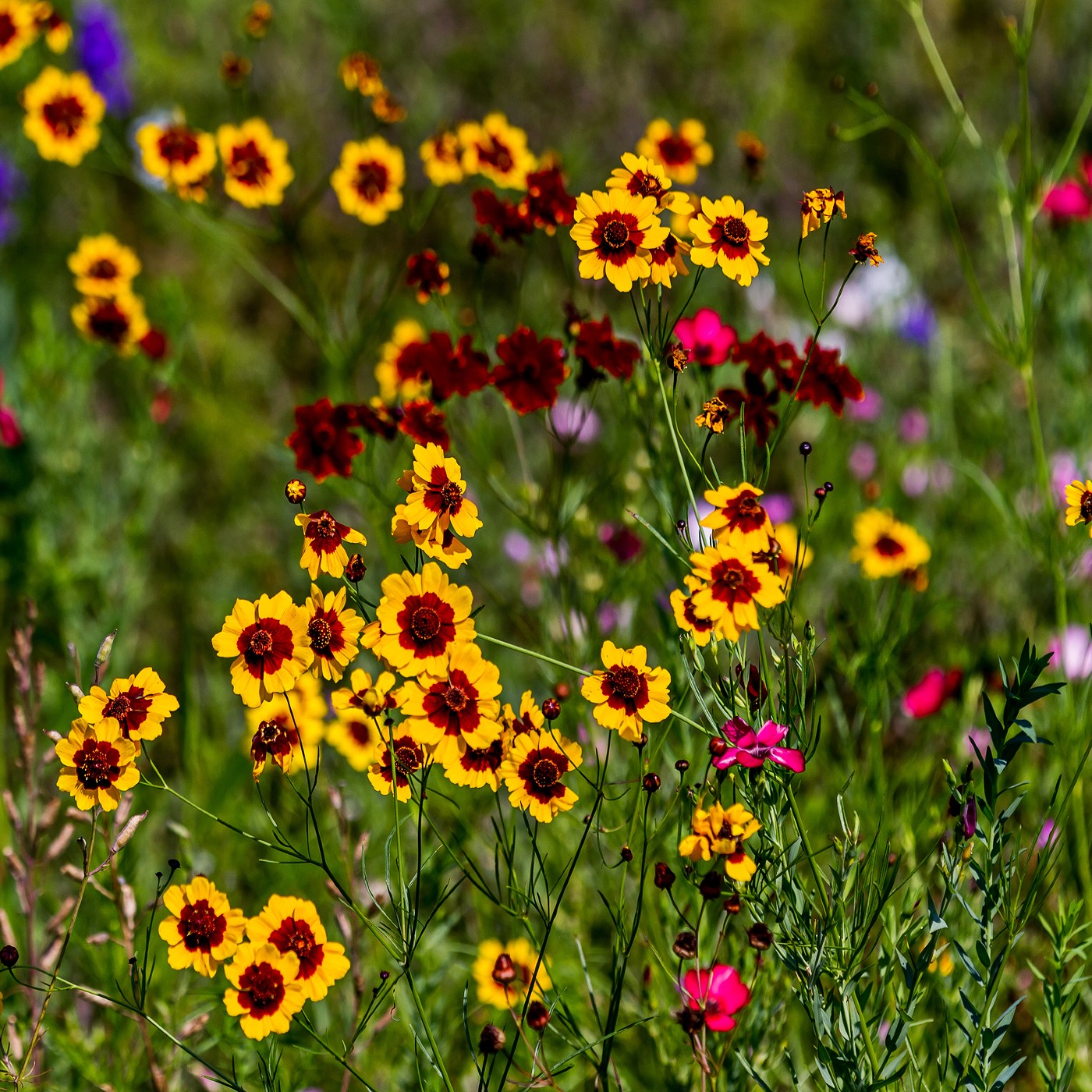 Coreopsis Plains Seeds (Coreopsis tinctoria)