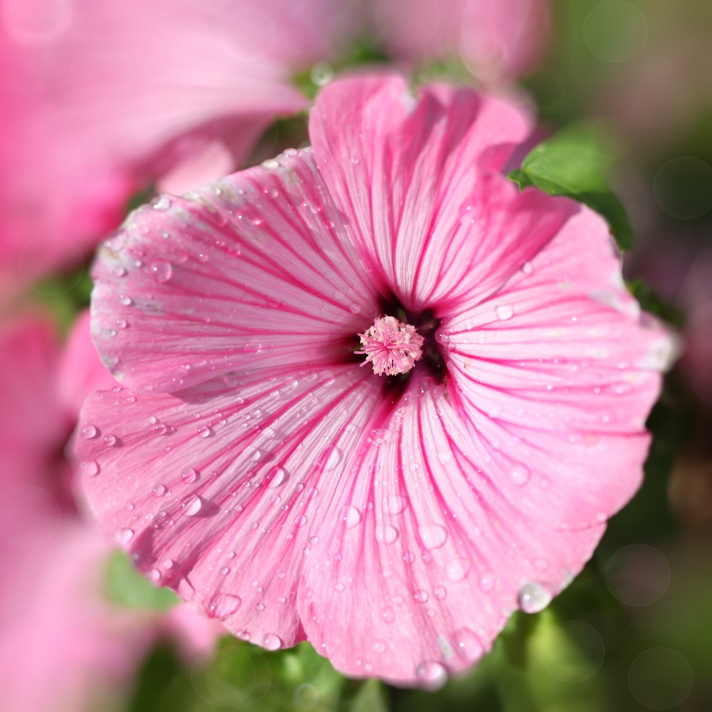 rose mallow from seed Rose Mallow Seeds (Lavatera Trimestris)