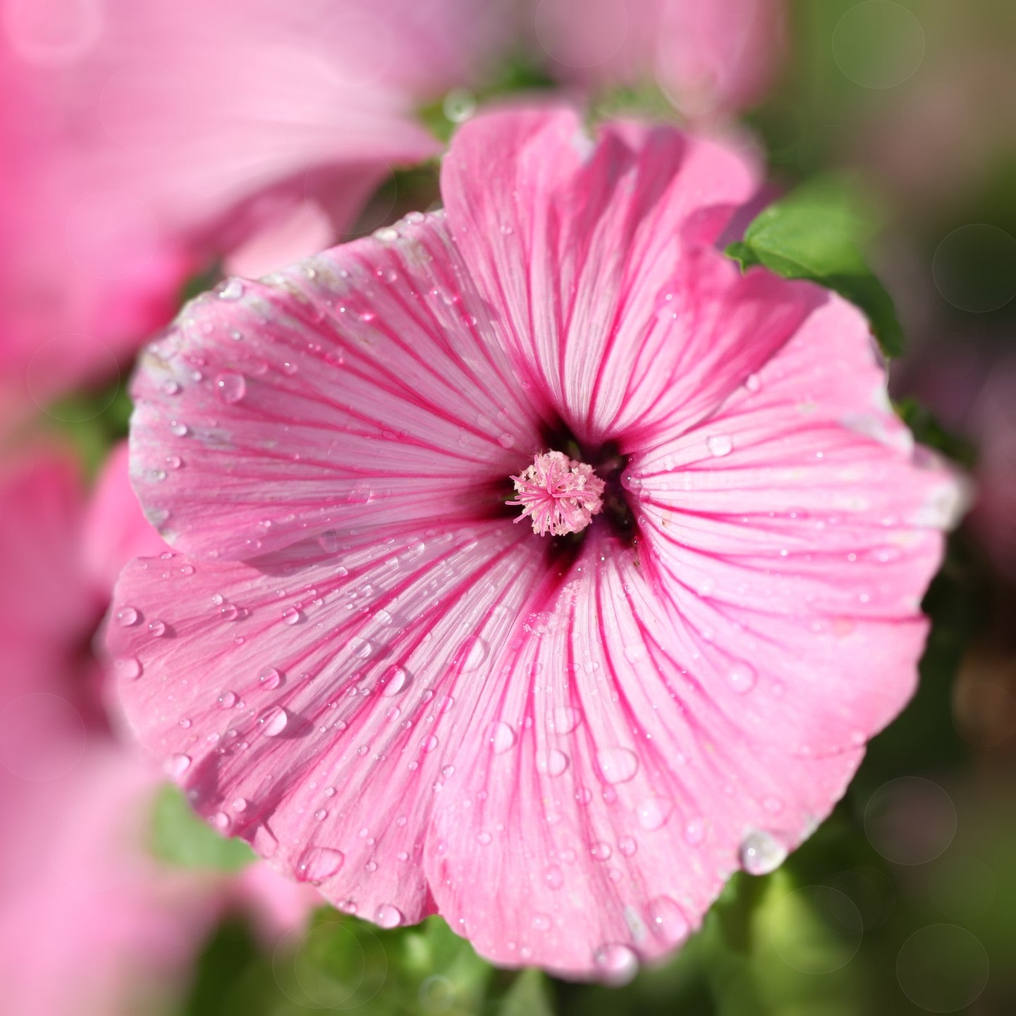 Rose Mallow Seeds (Lavatera trimestris)