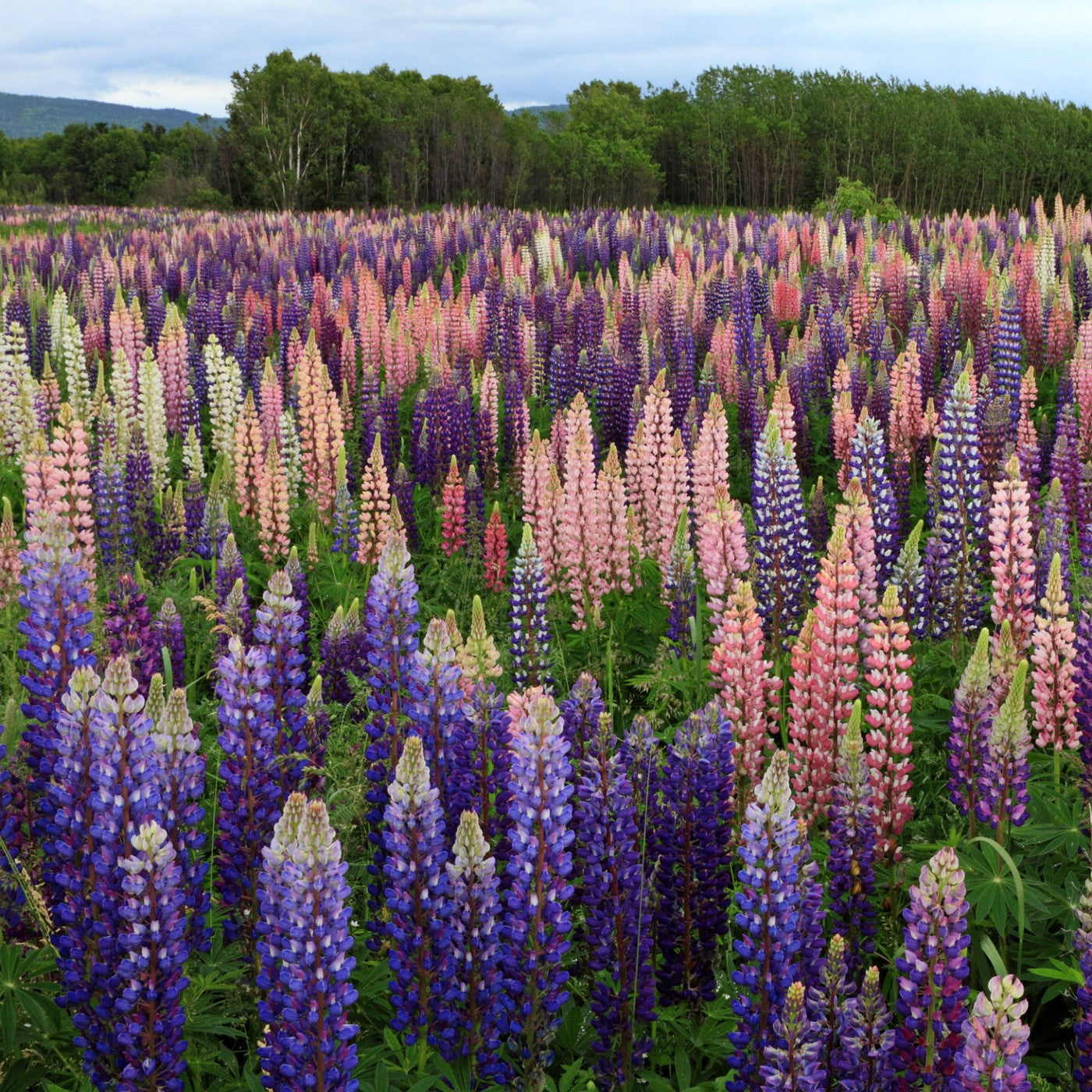 Lupine Russell Seeds (Lupinus polyphyllus)