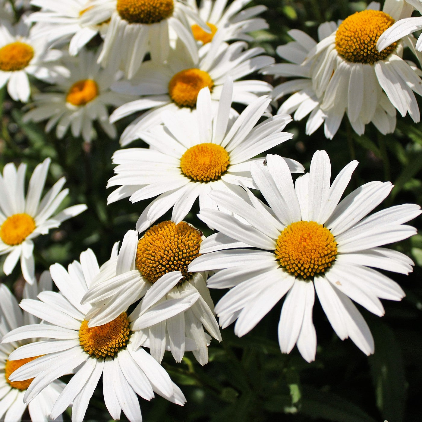 seeds daisy flower Daisy Shasta Seeds (Chrysanthemum Maximum)