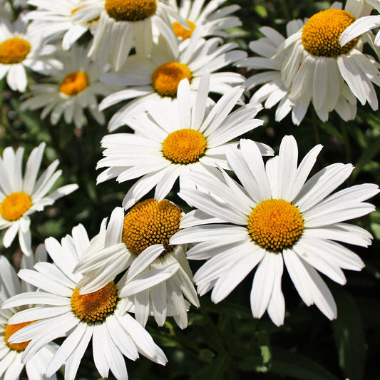 Daisy Shasta Seeds (Chrysanthemum maximum)