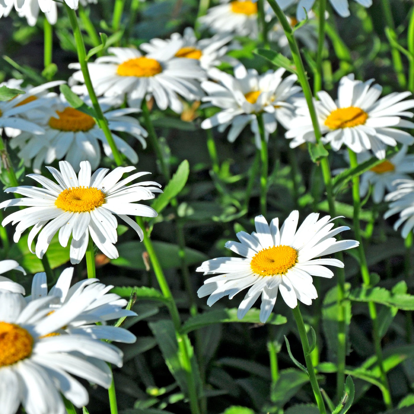 Daisy Shasta Seeds (Chrysanthemum maximum)