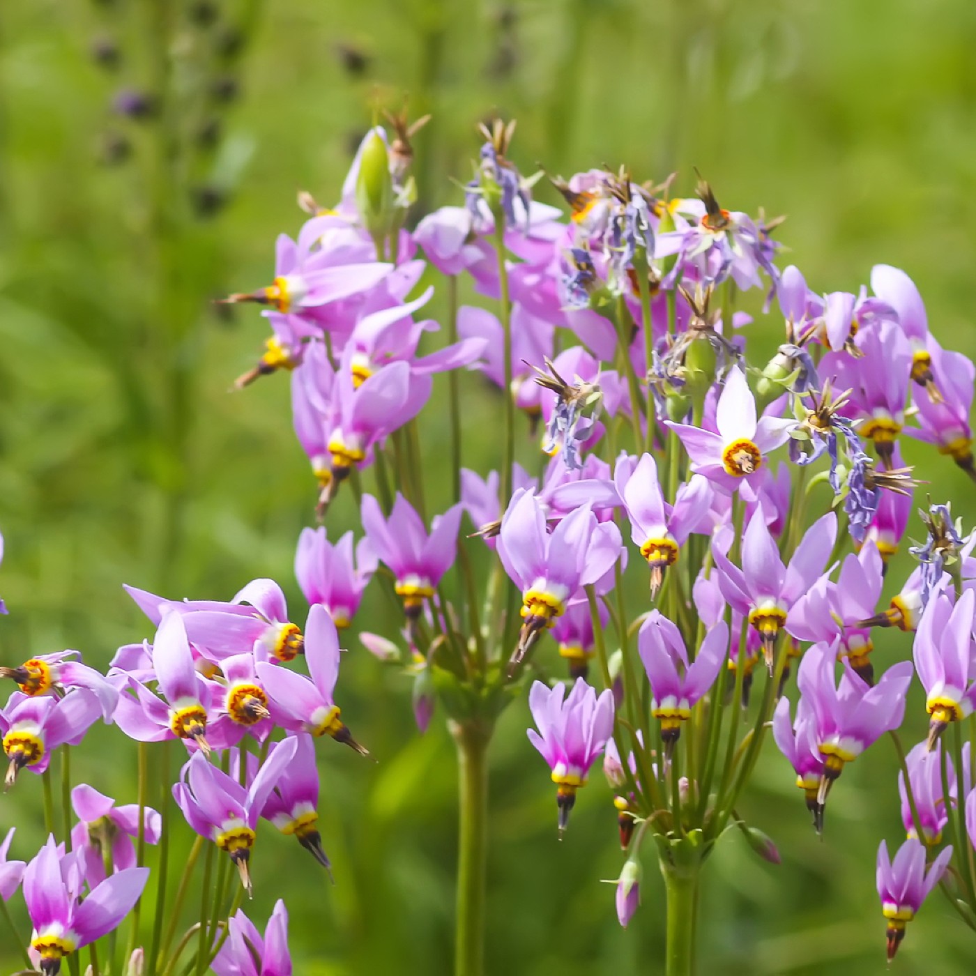 seed shooting plant Shooting Star Seeds (Dodecatheon meadia)