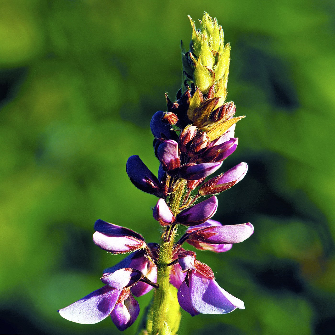 Showy Tick Trefoil Seeds (Desmodium canadense)