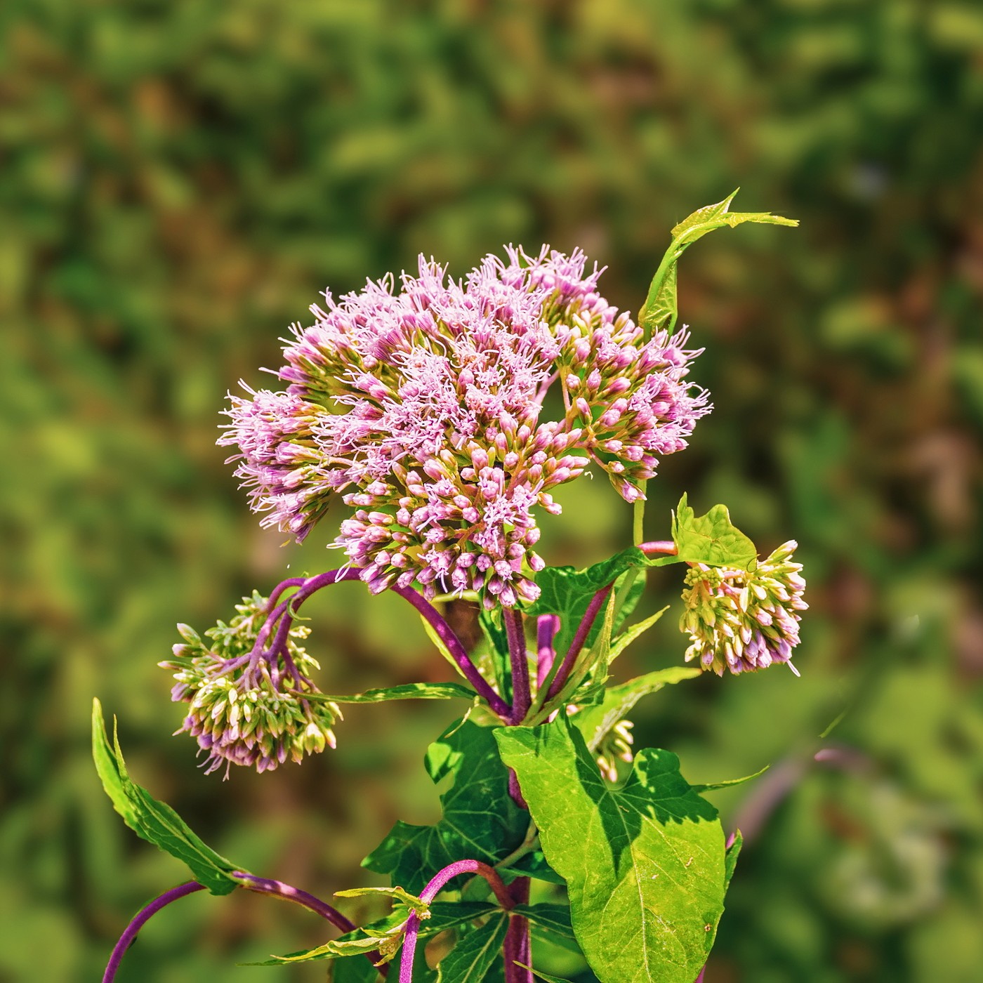 weed flower seeds Spotted Joe Pye Weed Seeds (Eupatorium Maculatum)