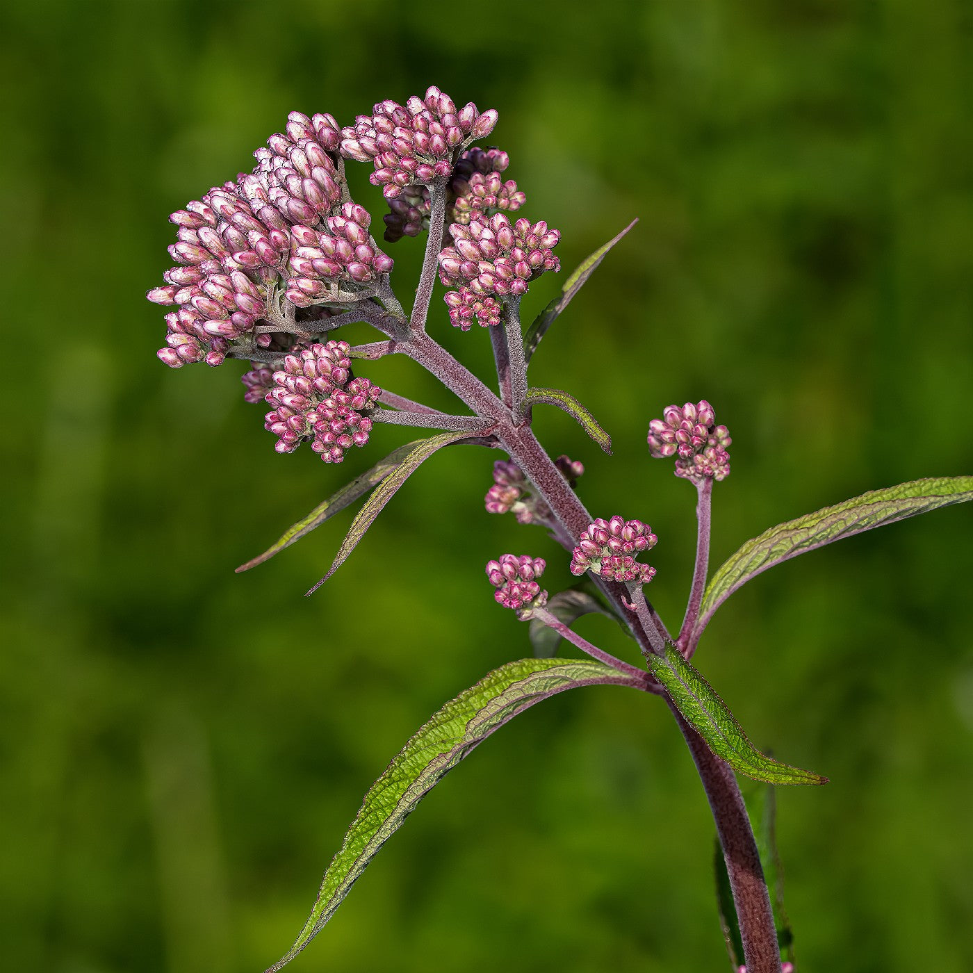 Spotted Joe Pye Weed Seeds (Eupatorium maculatum)