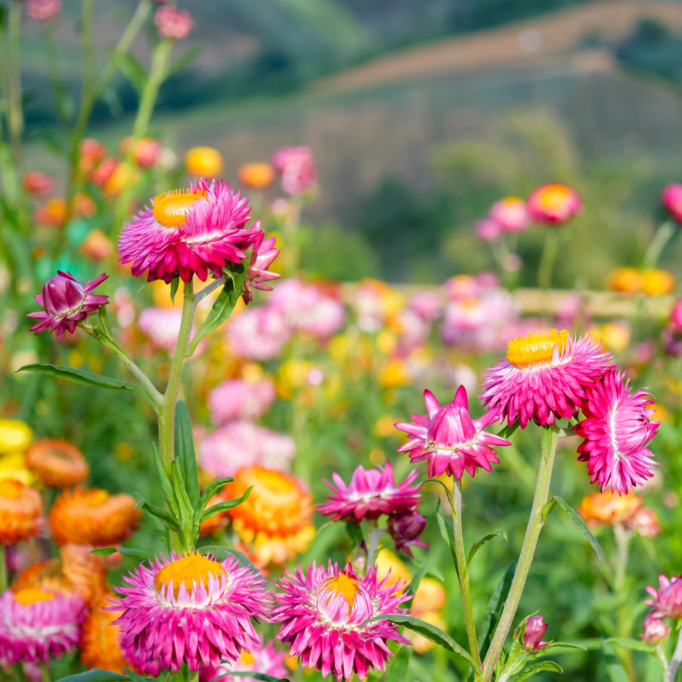 Strawflower Mix Seeds (Helichrysum bracteatum)