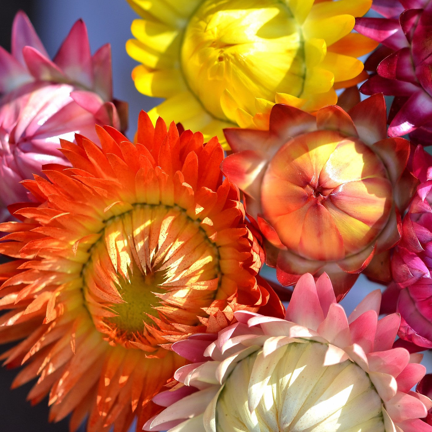 should you put straw over wildflower seeds Strawflower Mix Seeds (Helichrysum bracteatum) – Vermont Wildflower Farm