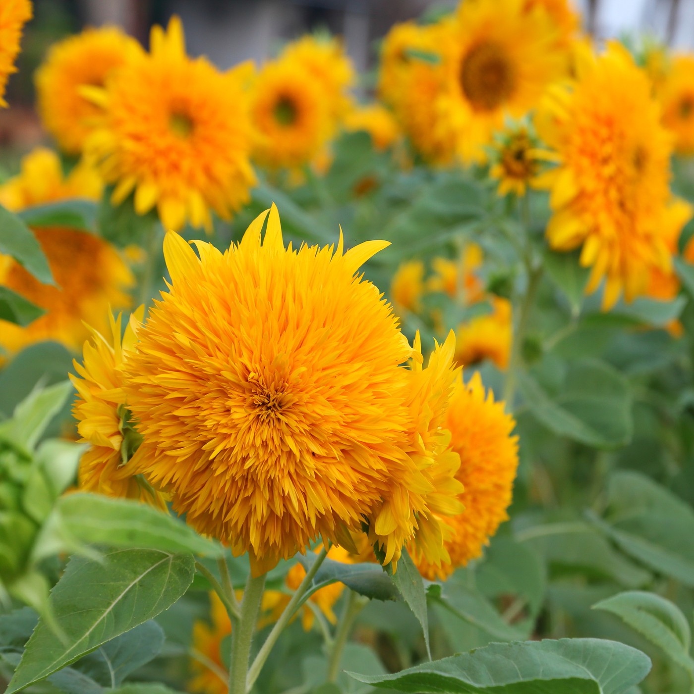 plants that bear seeds Sunflower Teddy Bear Seeds (Helianthus annuus)
