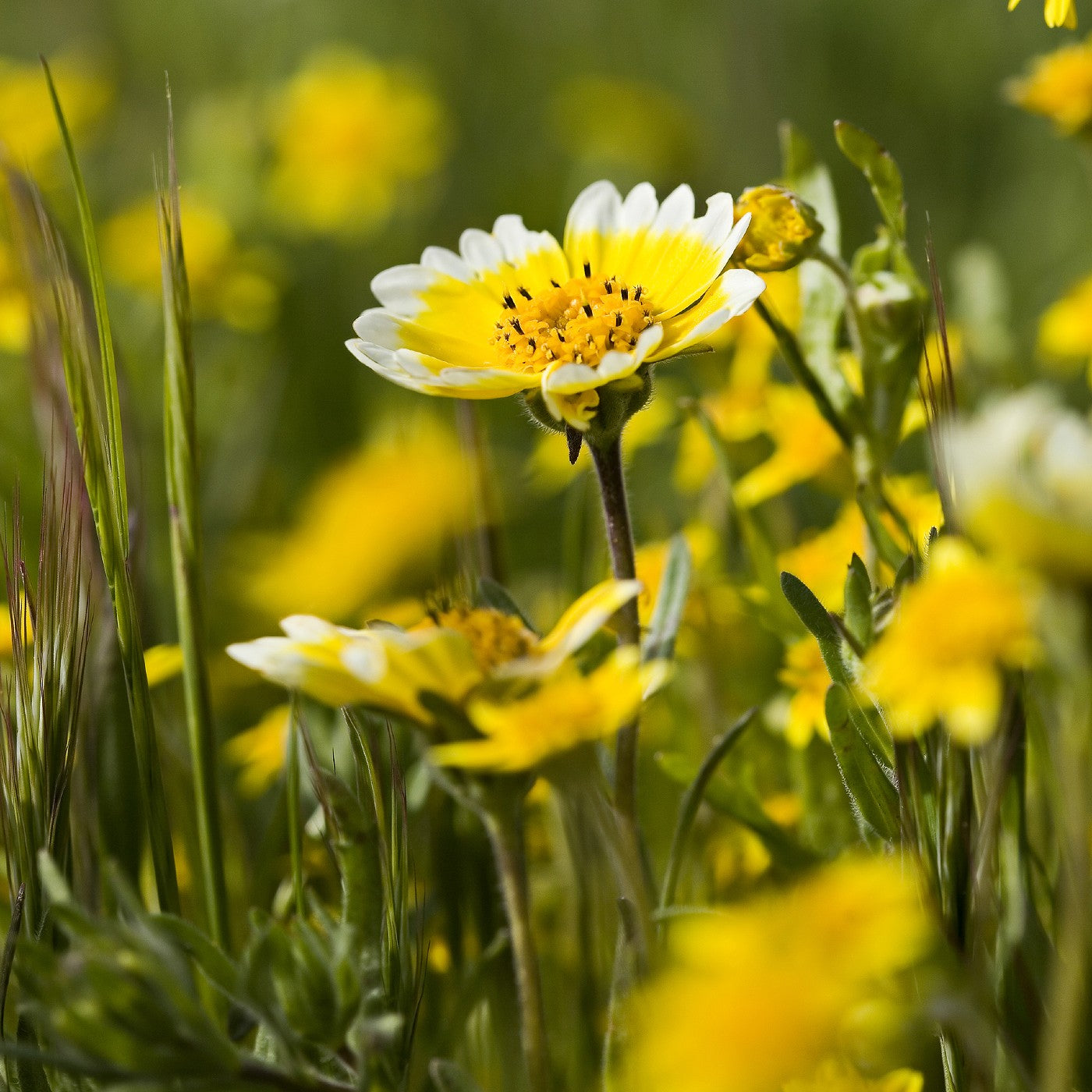 Tidy Tips Seeds (Layia platyglossa)