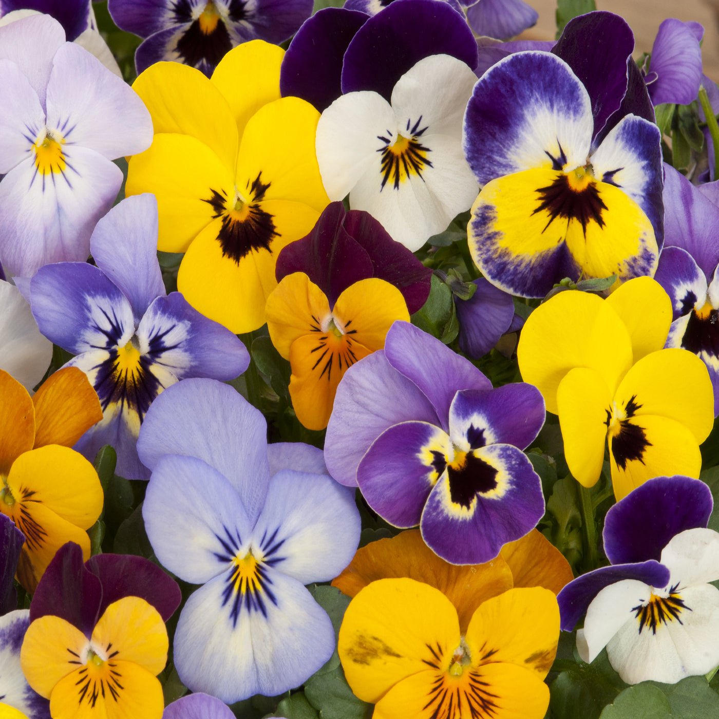 Viola Pansy Mix Seeds (Viola wittrockiana)