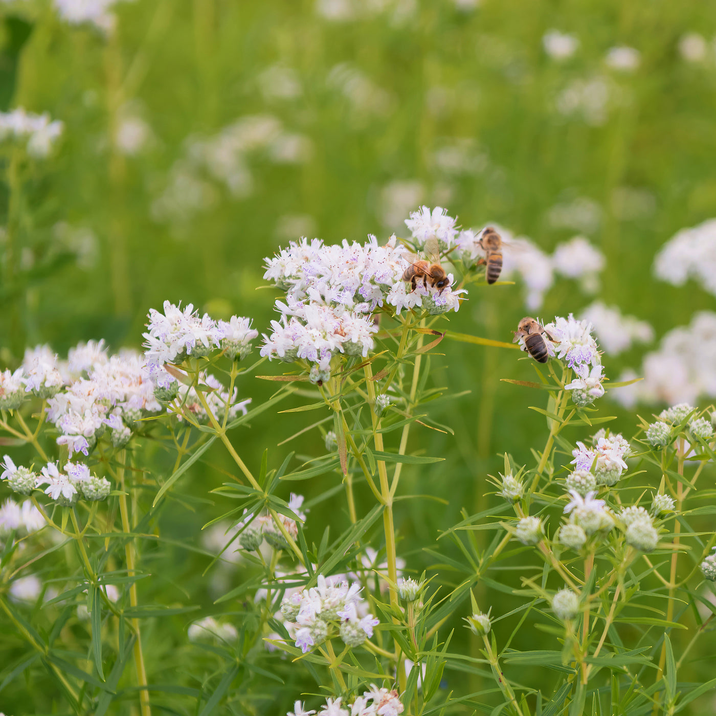 native wildflower seeds virginia Virginia Mountainmint Seeds (Pycnanthemum virginianum)