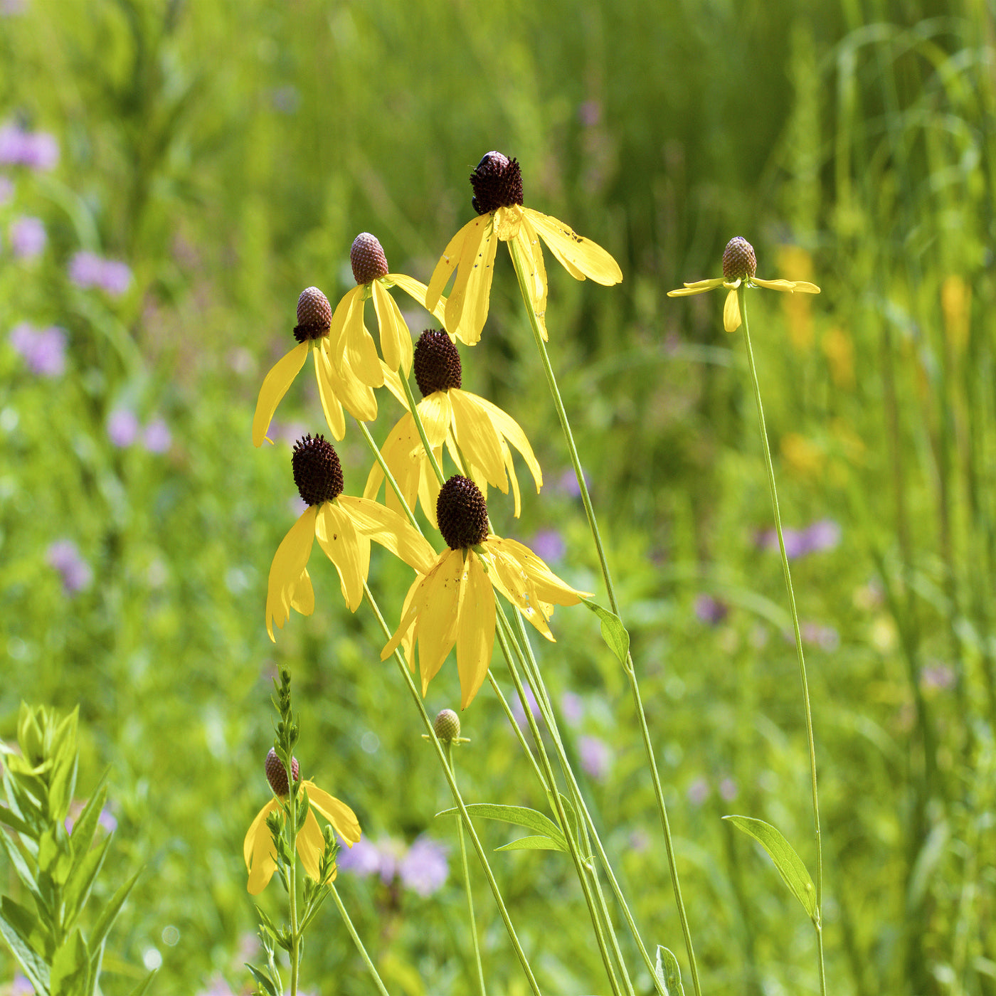 cone flower seeds Coneflower Yellow Seeds (Ratibida Columnifera)
