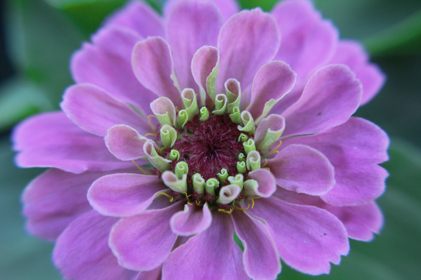 Zinnia Lavender Seeds (Zinnia elegans)