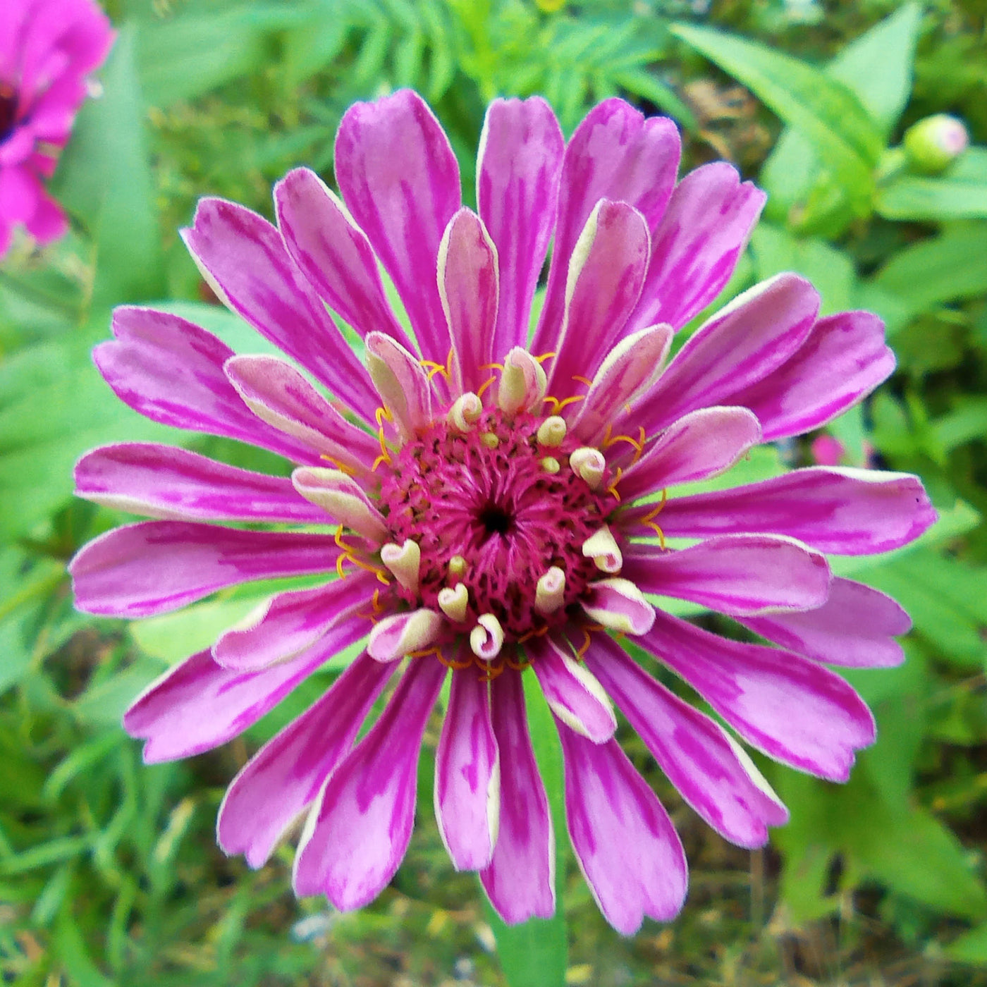 blue lavender queen blue zinnia flower Zinnia Lavender Seeds (Zinnia Elegans)