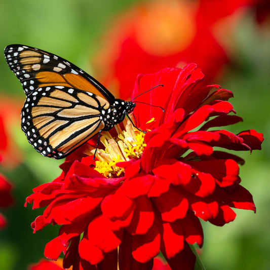 Zinnia Red Seeds (Zinnia elegans)