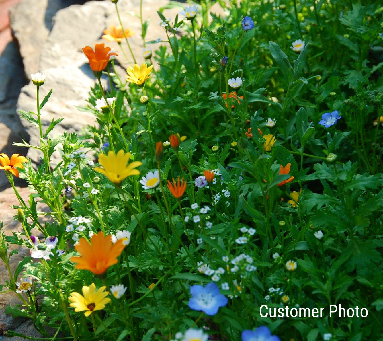 Ground Cover Wildflower Seed Mix