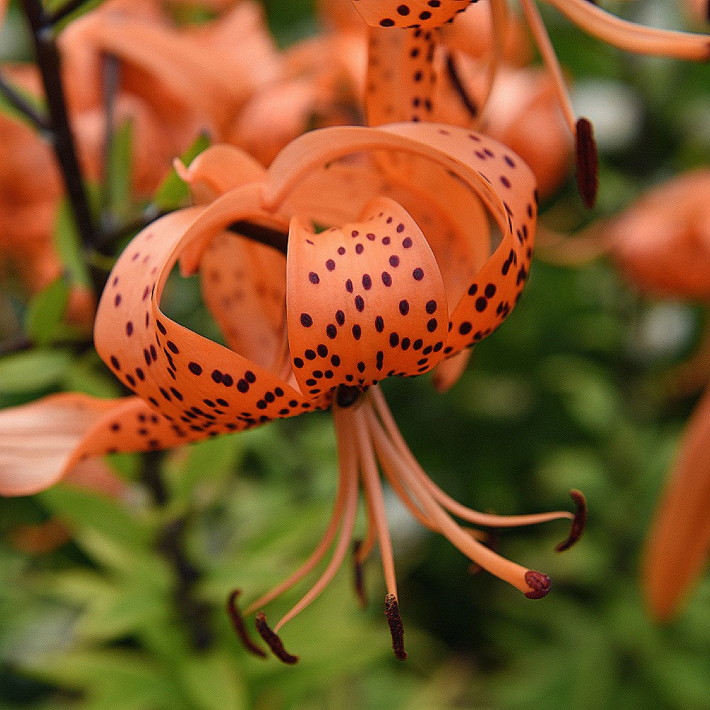 Tiger Lily 'Splendens'