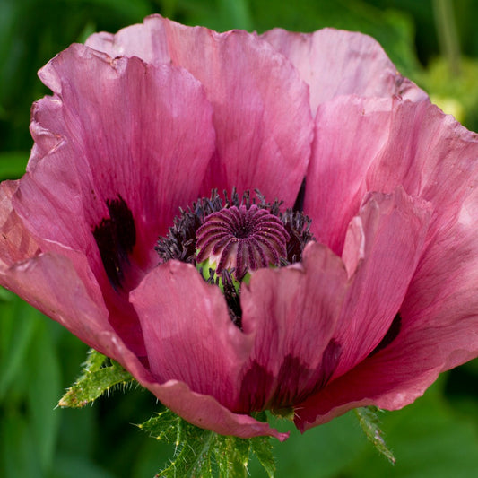 Oriental Poppy 'Patty's Plum'