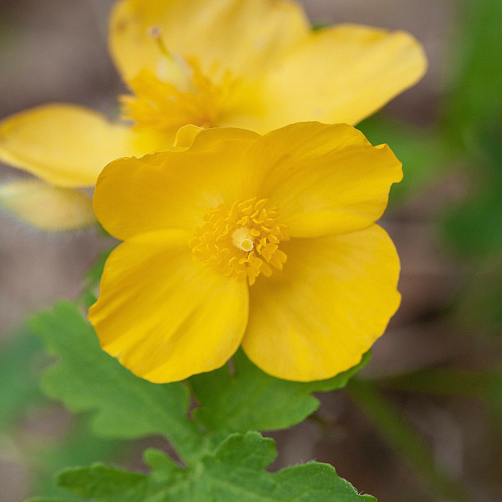 Celandine Wood Poppy