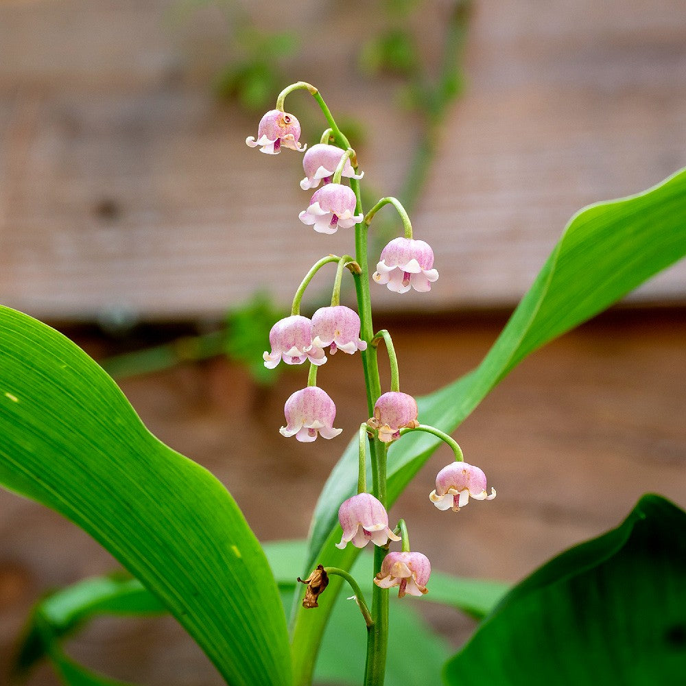 Convallaria majalis 'Pink' (Lily of the Valley)