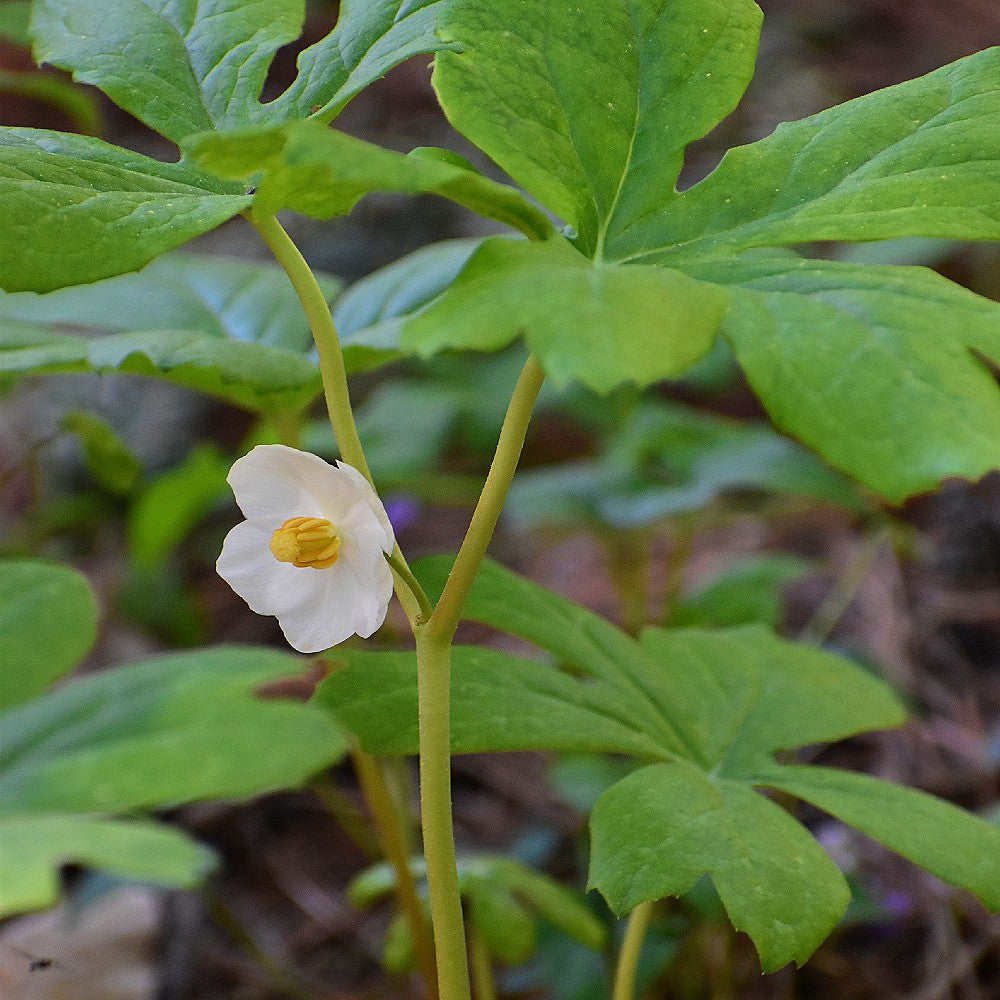 Podophyllum (Mayapple)