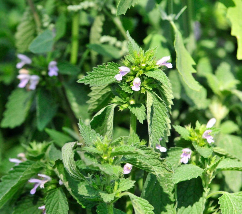 Bug Repellent Wildflower and Herb Seed Mix