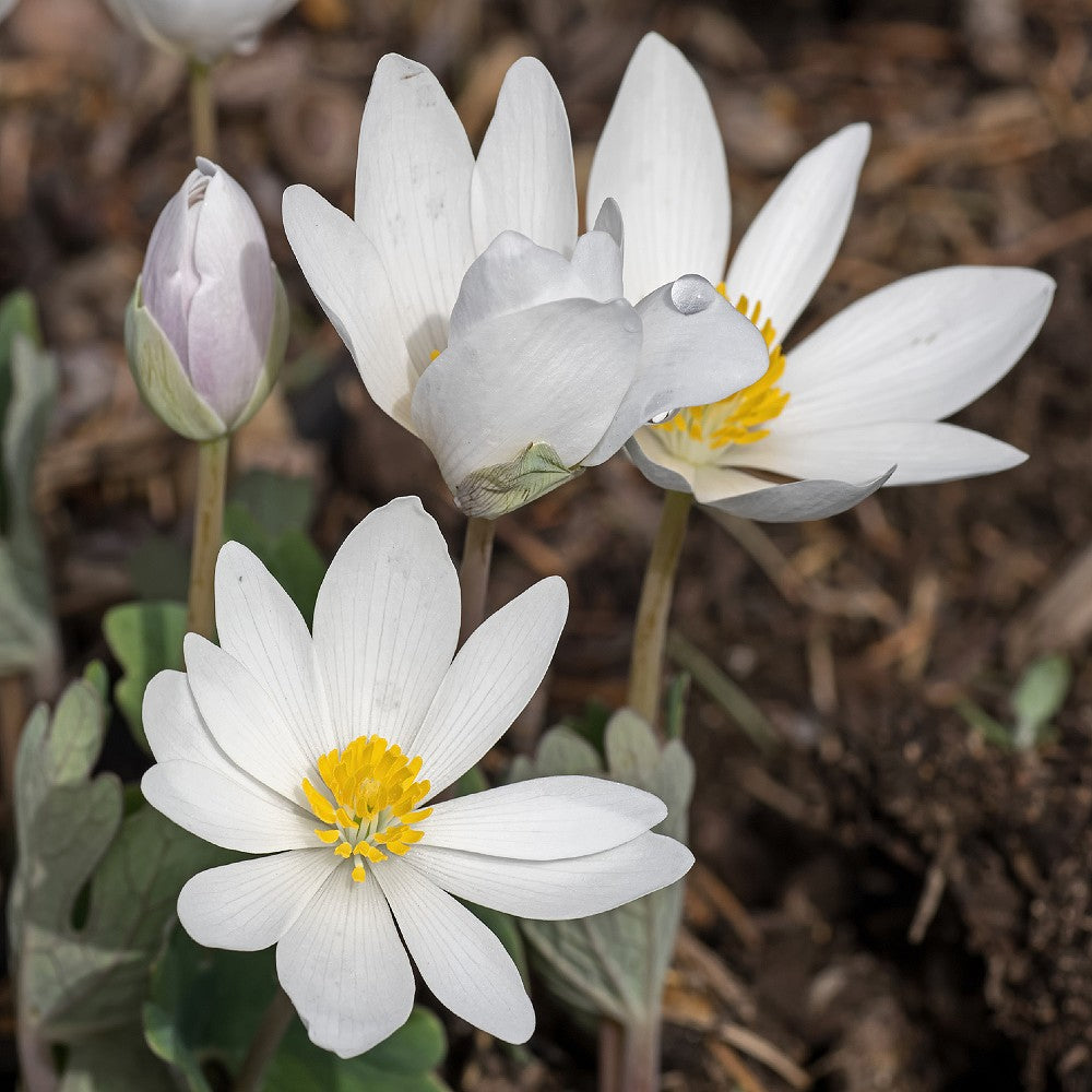 Blood Root