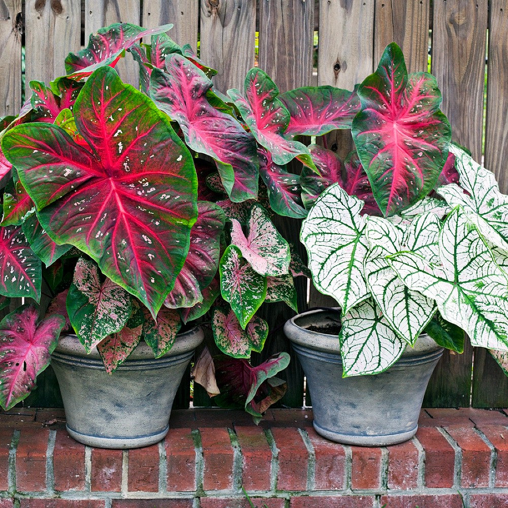 Caladium Mix