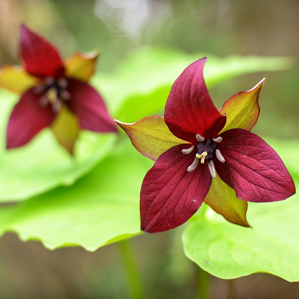 Trillium - Red