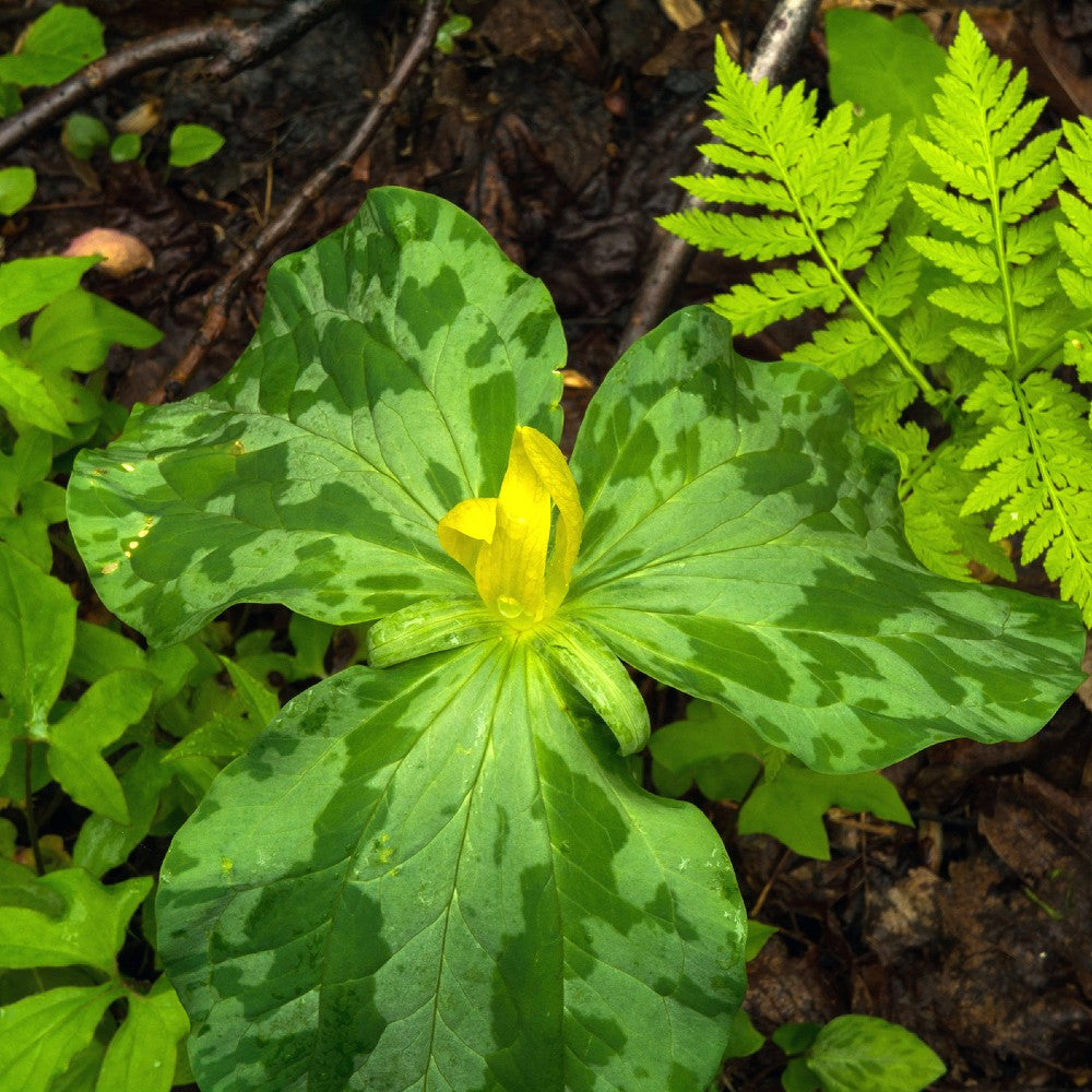 Trillium - Yellow