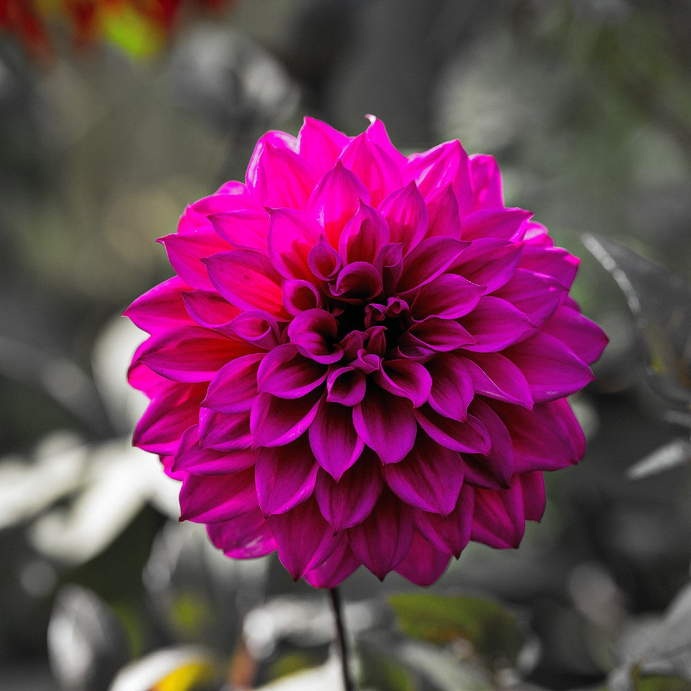 Dahlia Dinner Plate Thomas A. Edison