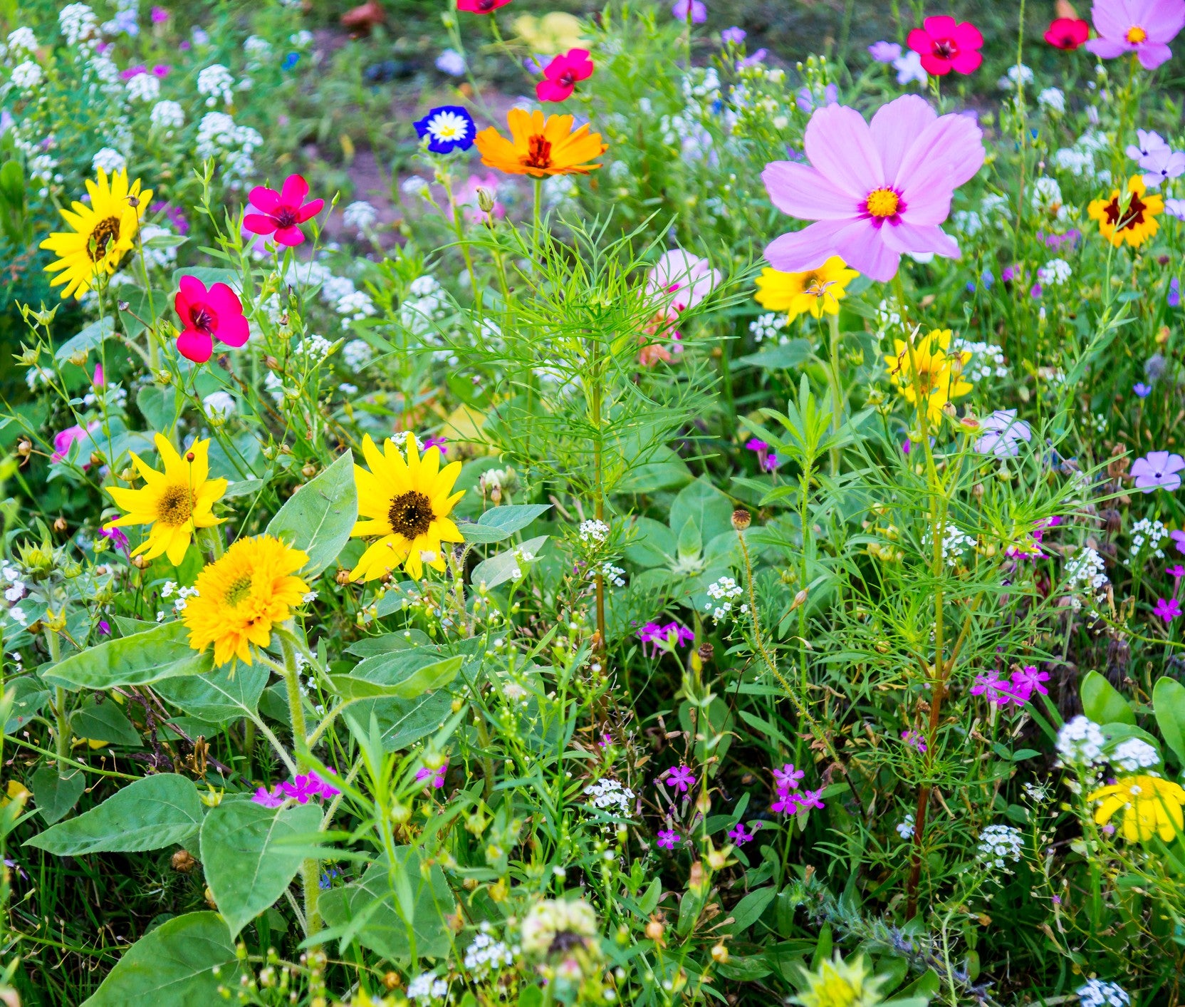 wildflower seed per acre All Annual Wildflower Seed Mix