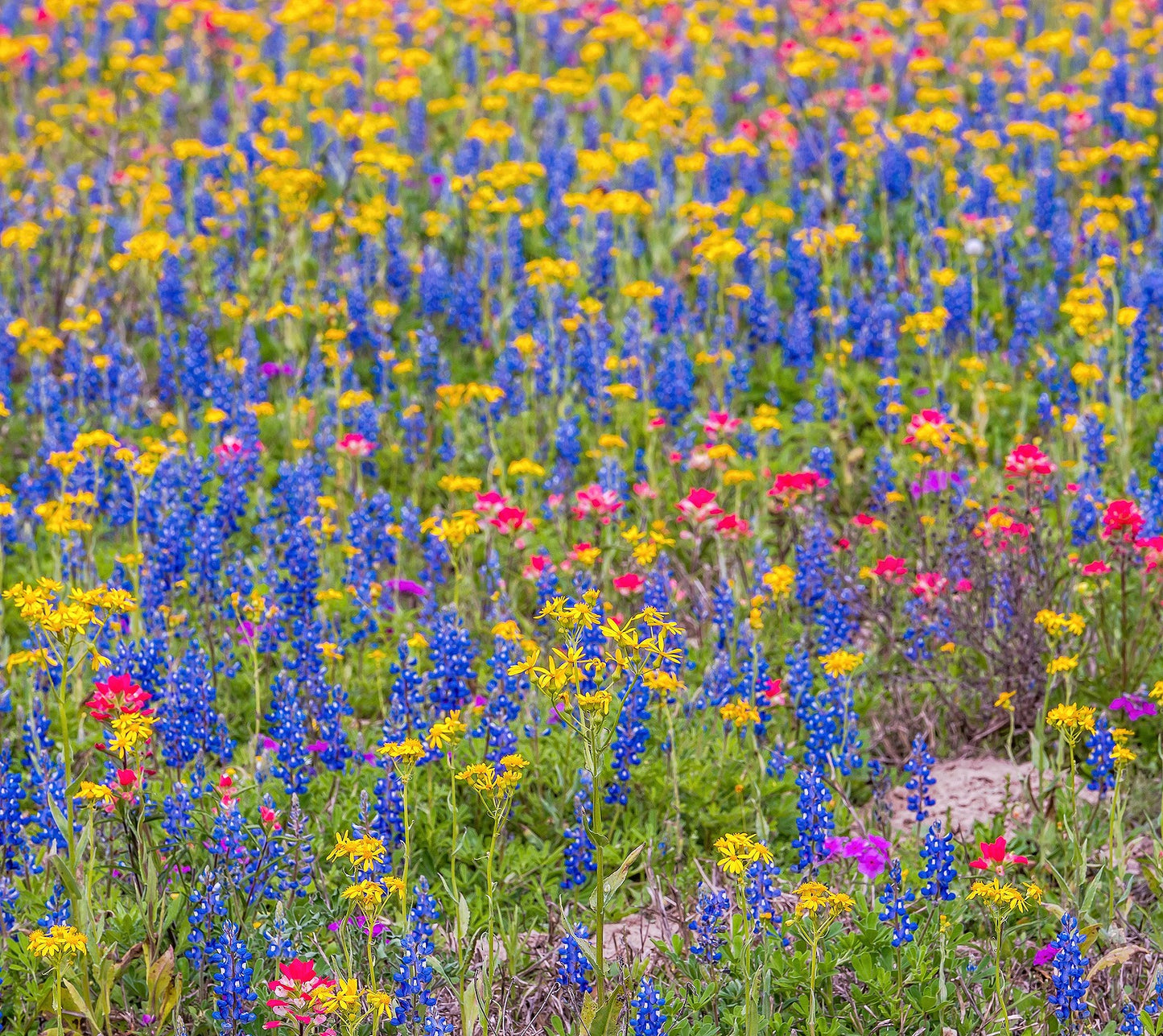 Southwest Wildflower Seed Mix