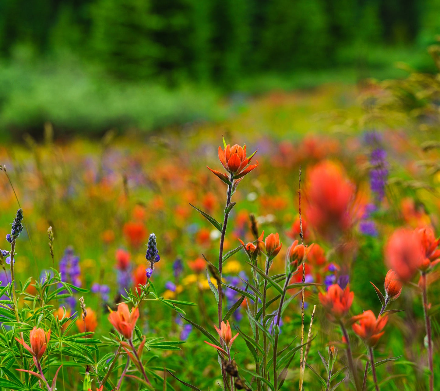 Western Wildflower Seed Mix